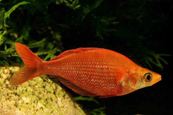 Glossolepis pseudoincisus „Lake Yaniruk